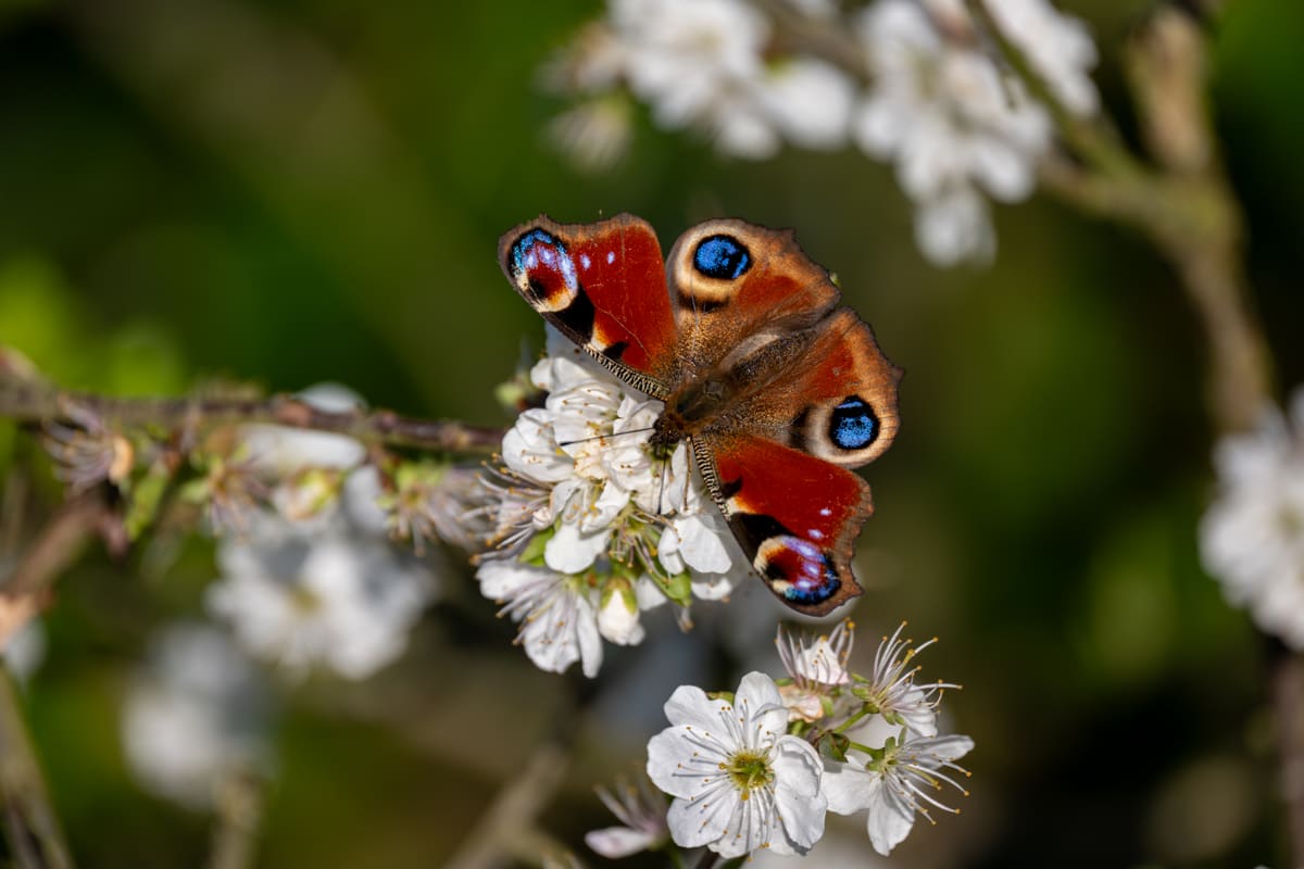A peacock butterfly resting on flowering blossom